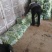 精品上海青，小油菜，保质保量，真诚合作，