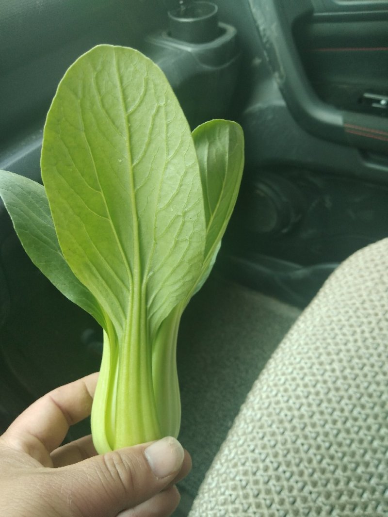 精品上海青，小油菜，保质保量，真诚合作，