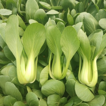 精品上海青，小油菜，保质保量，真诚合作，