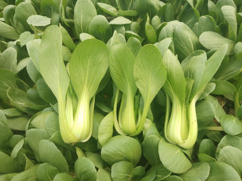 精品上海青，小油菜，保质保量，真诚合作，