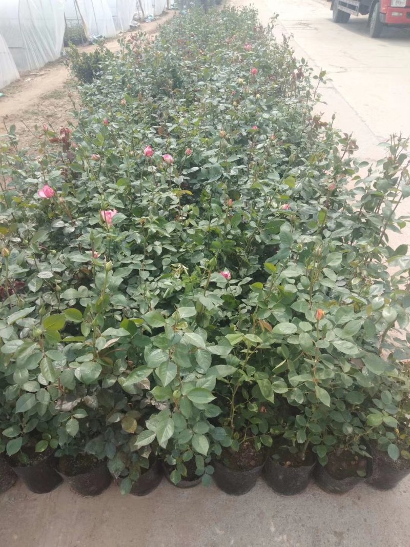 月季花