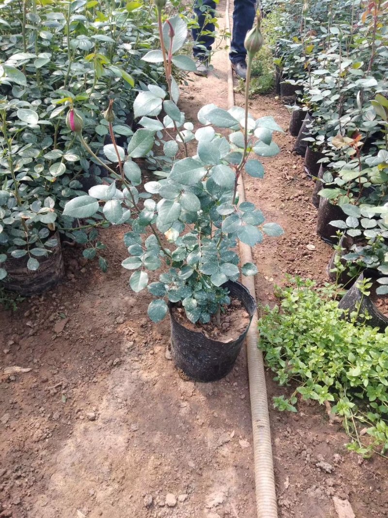 月季花