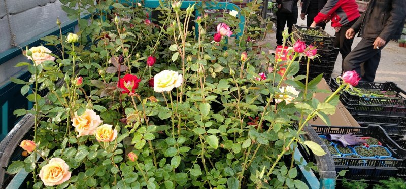 月季花