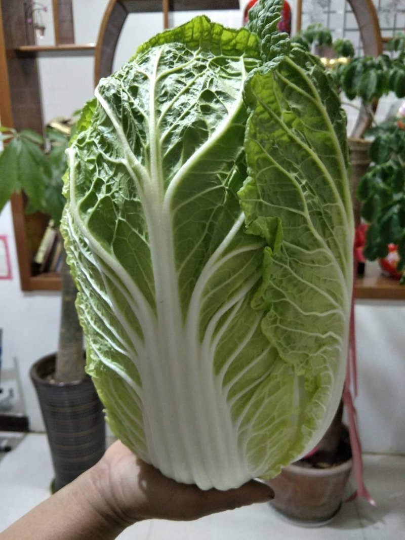 黄心白菜，玲珑黄白菜，精品白菜
