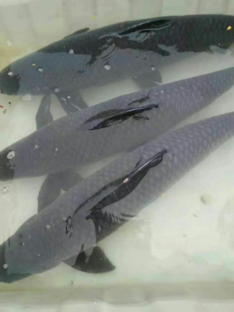 青鱼