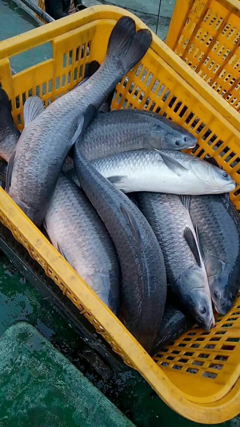 青鱼