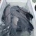 青鱼
