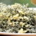2021茉莉花茶碧潭飘雪包邮