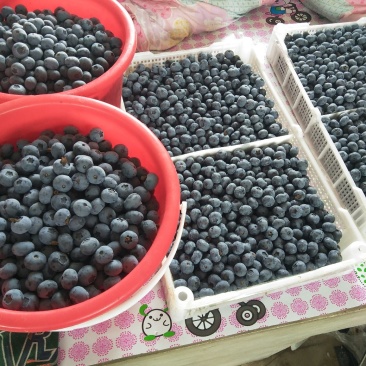 蓝莓奥尼尔