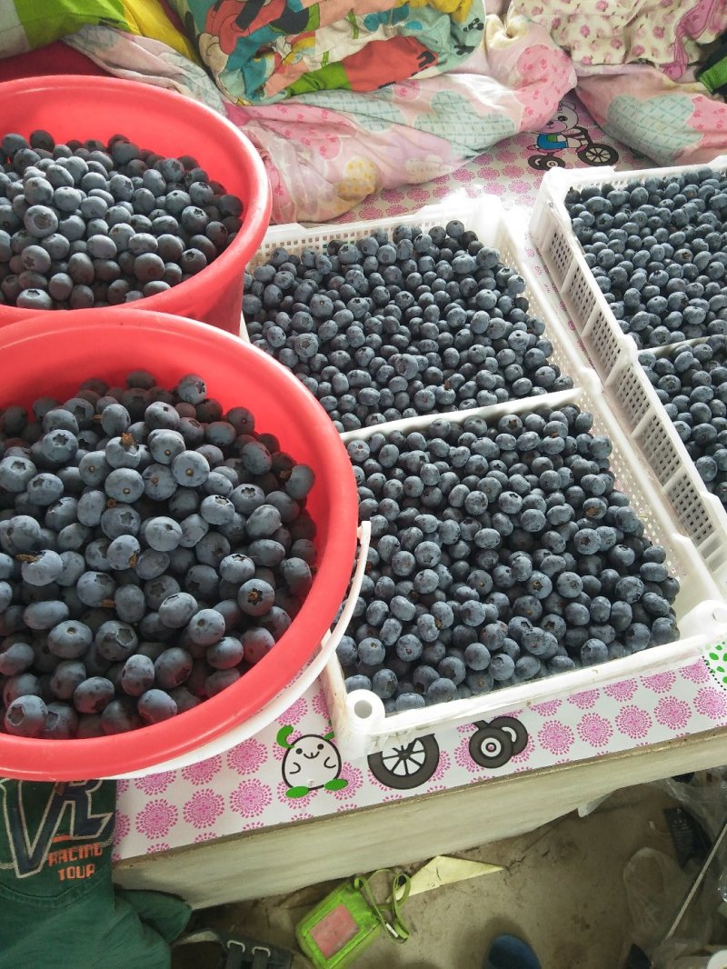 蓝莓奥尼尔