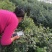 蓝莓奥尼尔