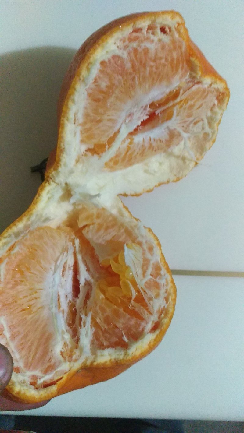 春见杂柑苗，春见耙耙柑苗，晚熟柑橘苗，优质柑橘苗