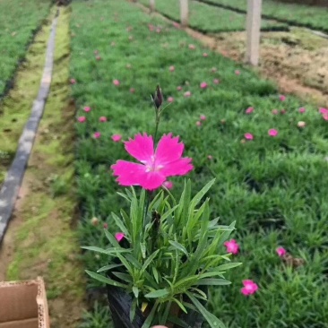 欧石竹