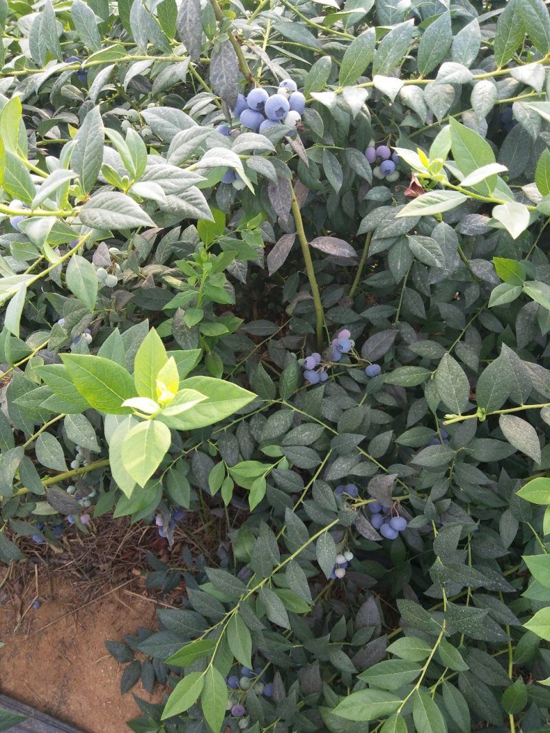 蓝莓奥尼尔