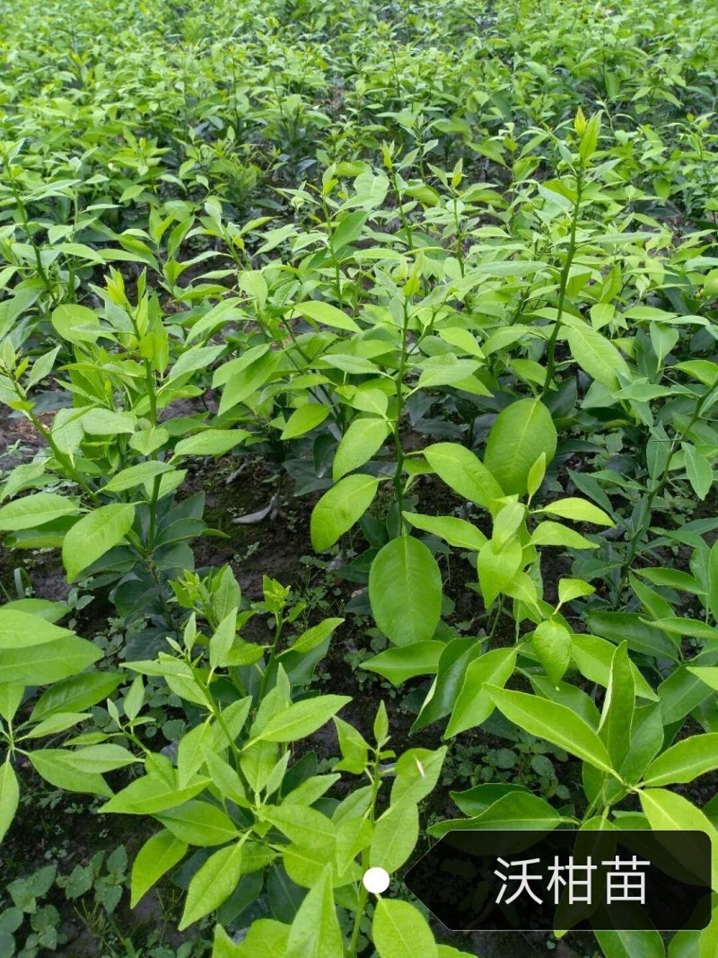 沃柑苗，香橙头沃柑苗，枳壳头沃柑苗，晚熟柑橘苗
