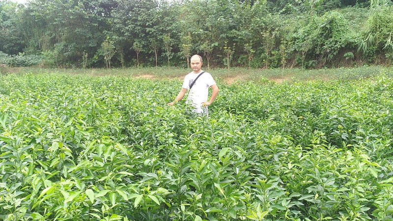 沃柑苗，香橙头沃柑苗，枳壳头沃柑苗，晚熟柑橘苗