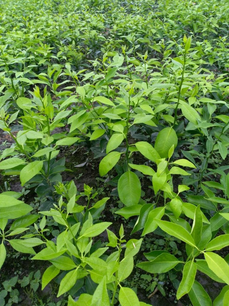沃柑苗，香橙头沃柑苗，枳壳头沃柑苗，晚熟柑橘苗