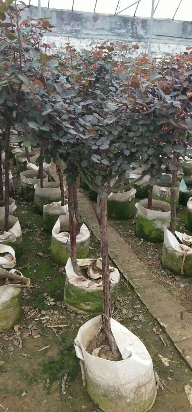 月季树
