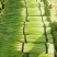 【红帽蒜薹】【供应电商超市】【量大无忧】【保质保量】