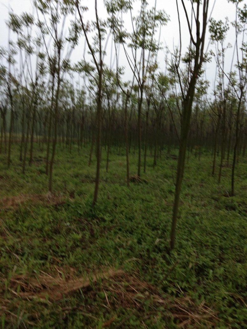 8公分精品栾树