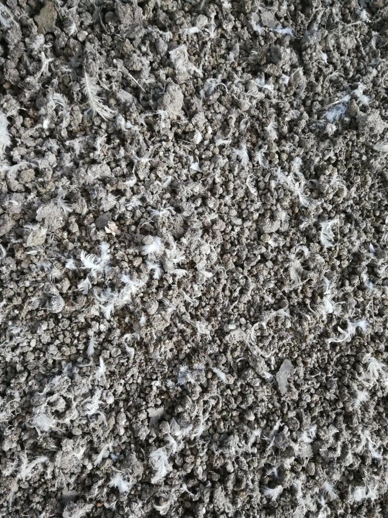 晒干纯鸡粪