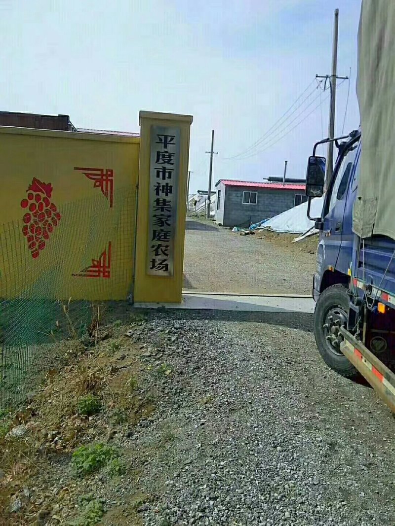 亚洲香玫瑰葡萄