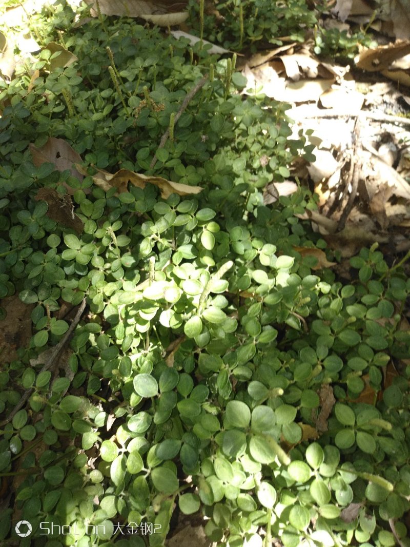 [精品]石蝉草，深山采集，数量不多，要量大须提前预订