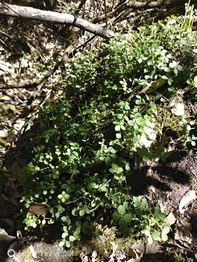 [精品]石蝉草，深山采集，数量不多，要量大须提前预订