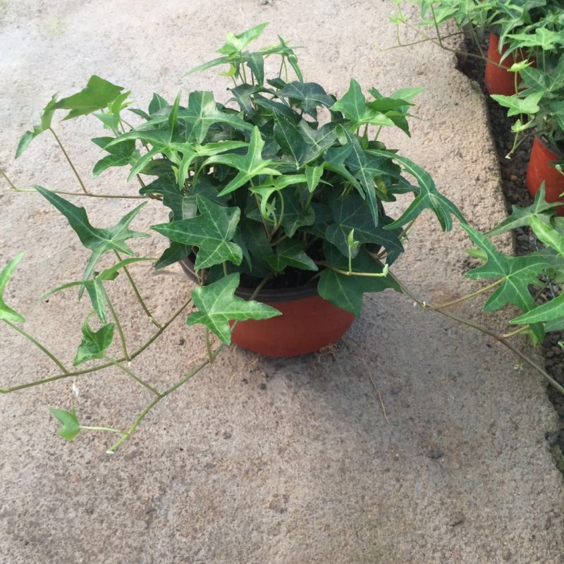 常春藤，规格齐全，基地直销大量有货常年供应各种草花苗木