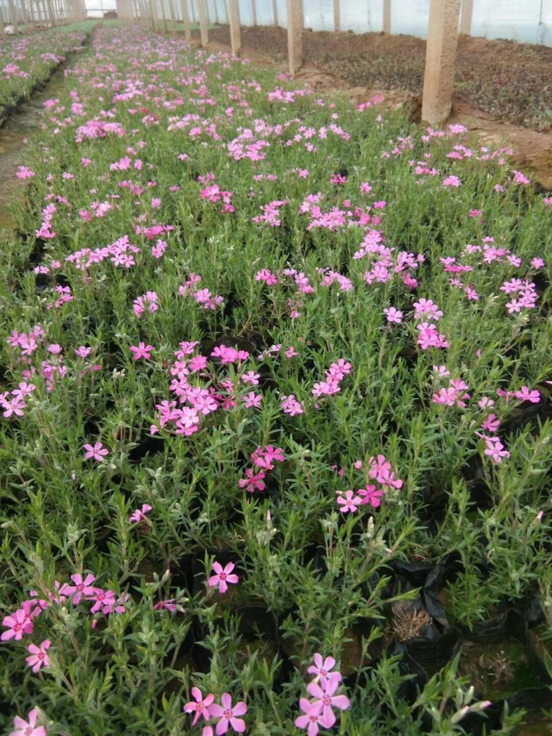 丛生福禄考（芝樱）基地直销颜色齐全常年供应宿根花草花苗木