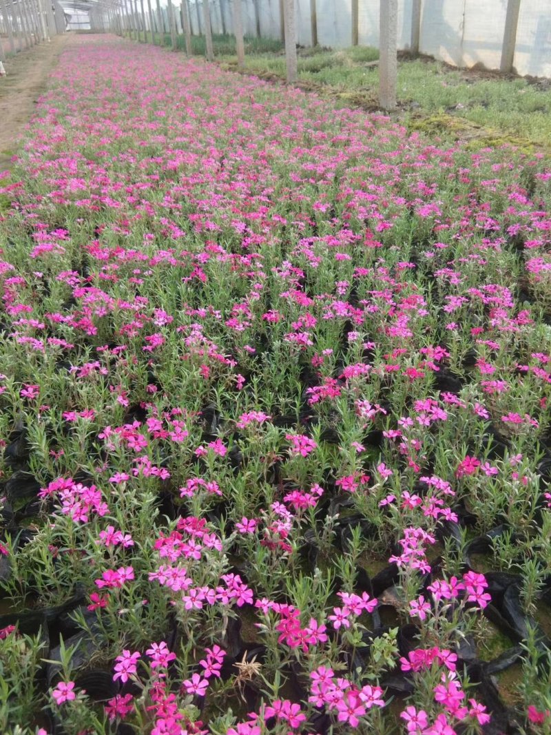 丛生福禄考（芝樱）基地直销颜色齐全常年供应宿根花草花苗木