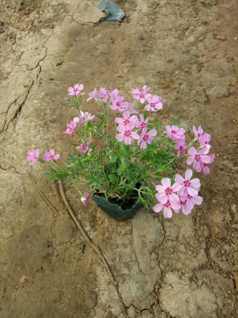 丛生福禄考（芝樱）基地直销颜色齐全常年供应宿根花草花苗木