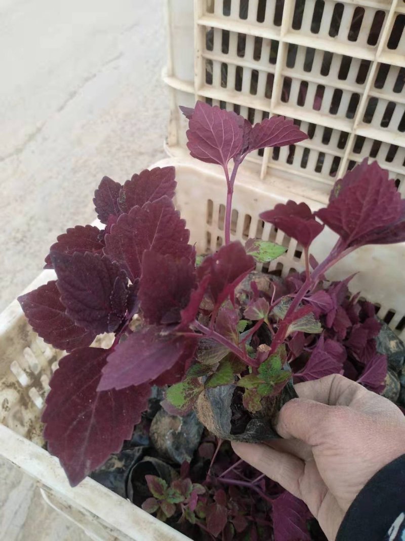 彩叶，品种多规格齐全，基地直销大量有常年供应各种草花苗木