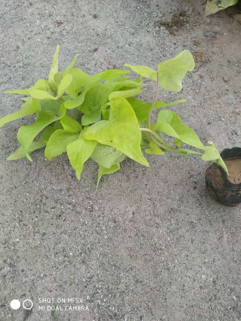彩叶，品种多规格齐全，基地直销大量有常年供应各种草花苗木