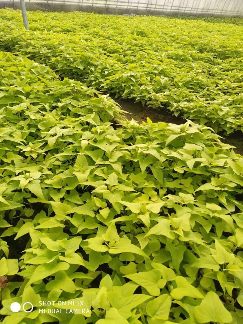 彩叶，品种多规格齐全，基地直销大量有常年供应各种草花苗木