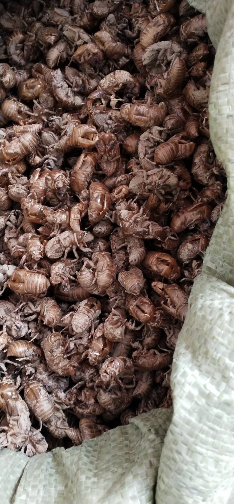 蝉蜕，新货，干净，质量好