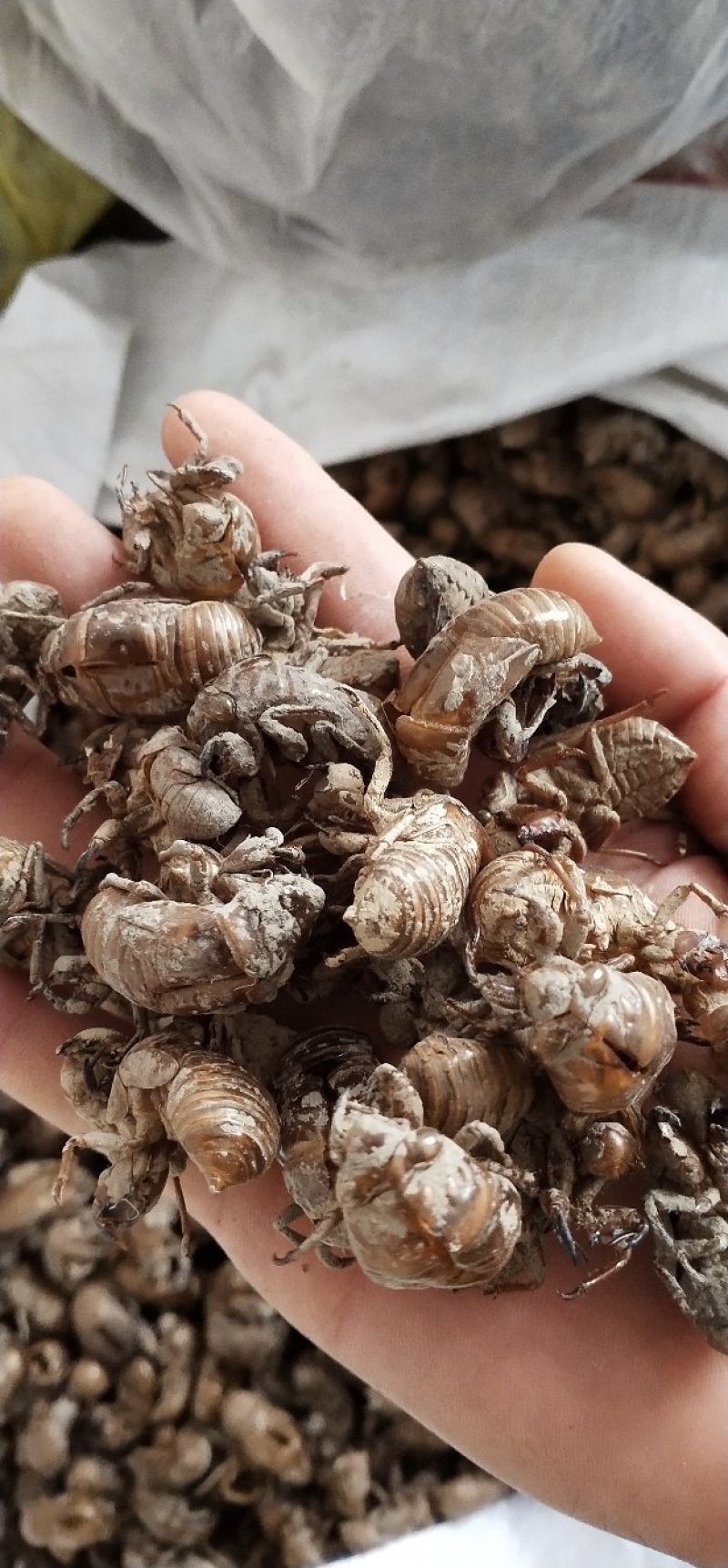 蝉蜕，新货，干净，质量好