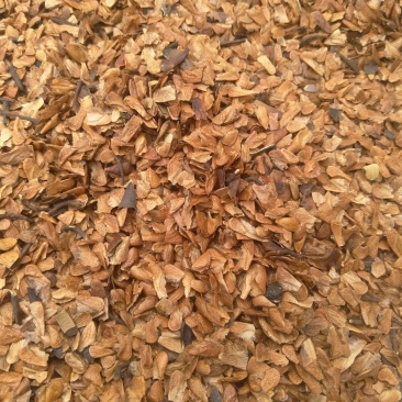 红油香椿种子发芽率高达95‰以上