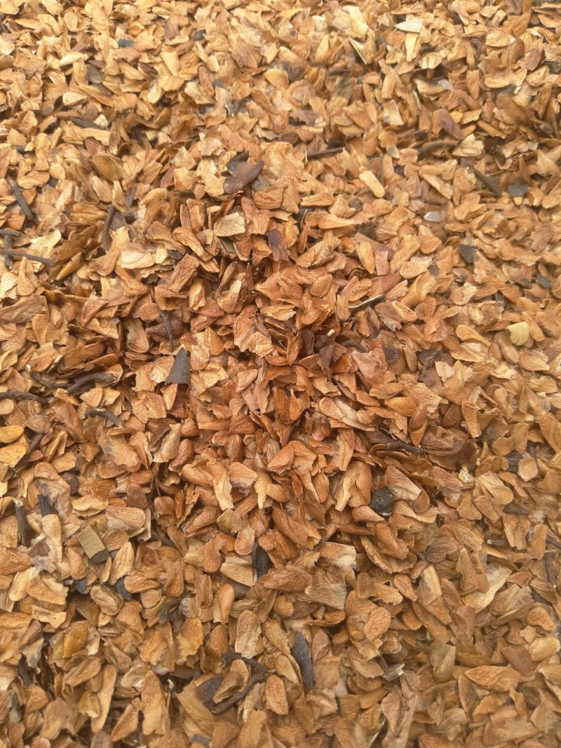 红油香椿种子发芽率高达95‰以上