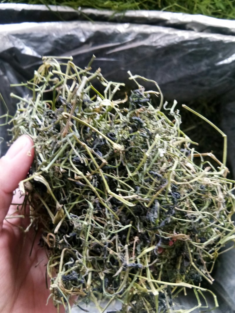 绞股蓝平利野生绞股蓝茶三高茶一斤包邮到家
