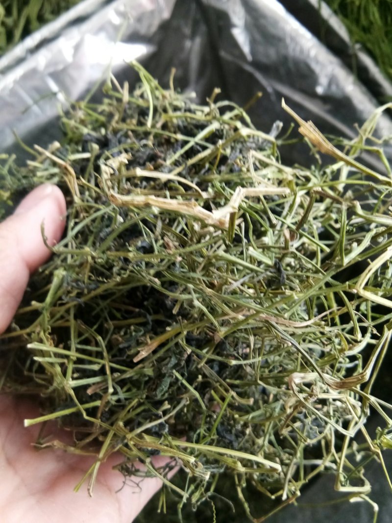 绞股蓝平利野生绞股蓝茶三高茶一斤包邮到家