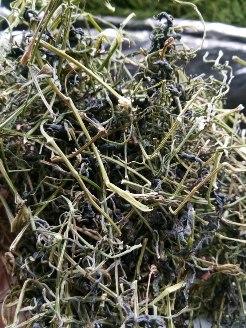 绞股蓝平利野生绞股蓝茶三高茶一斤包邮到家