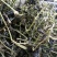 绞股蓝平利野生绞股蓝茶三高茶一斤包邮到家