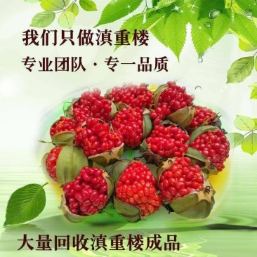 重楼种子