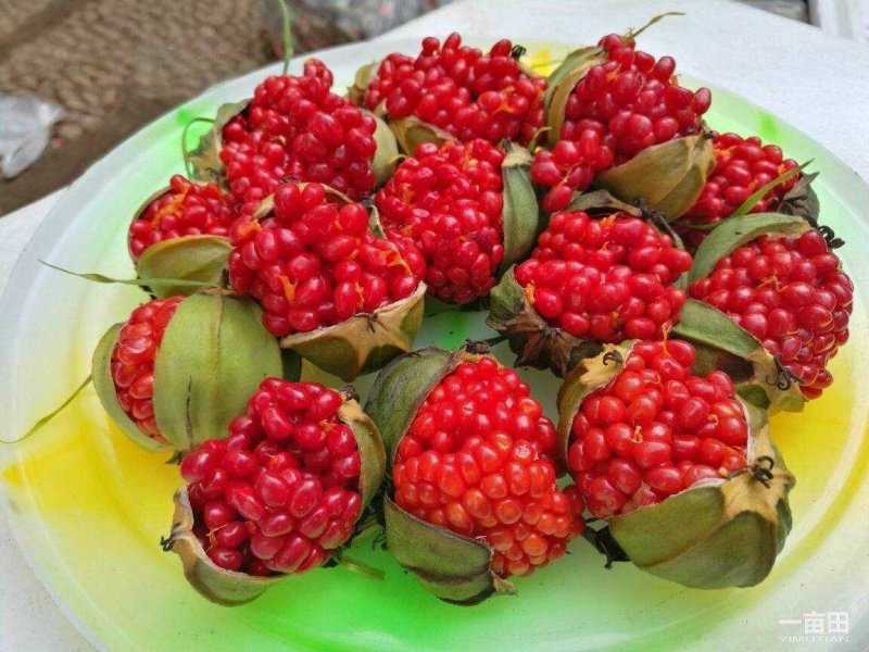 重楼种子