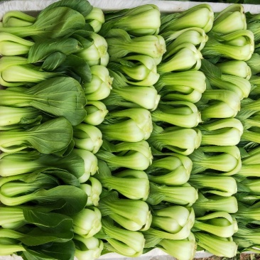 小油菜