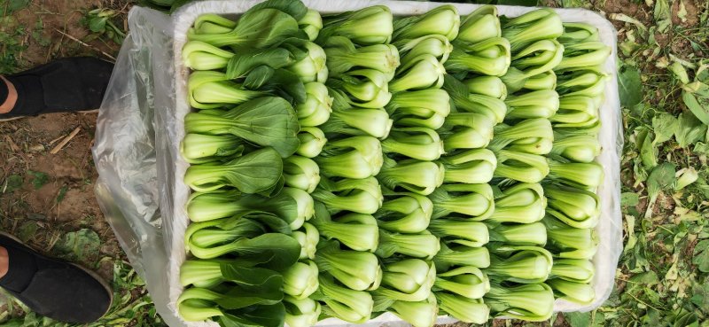 小油菜