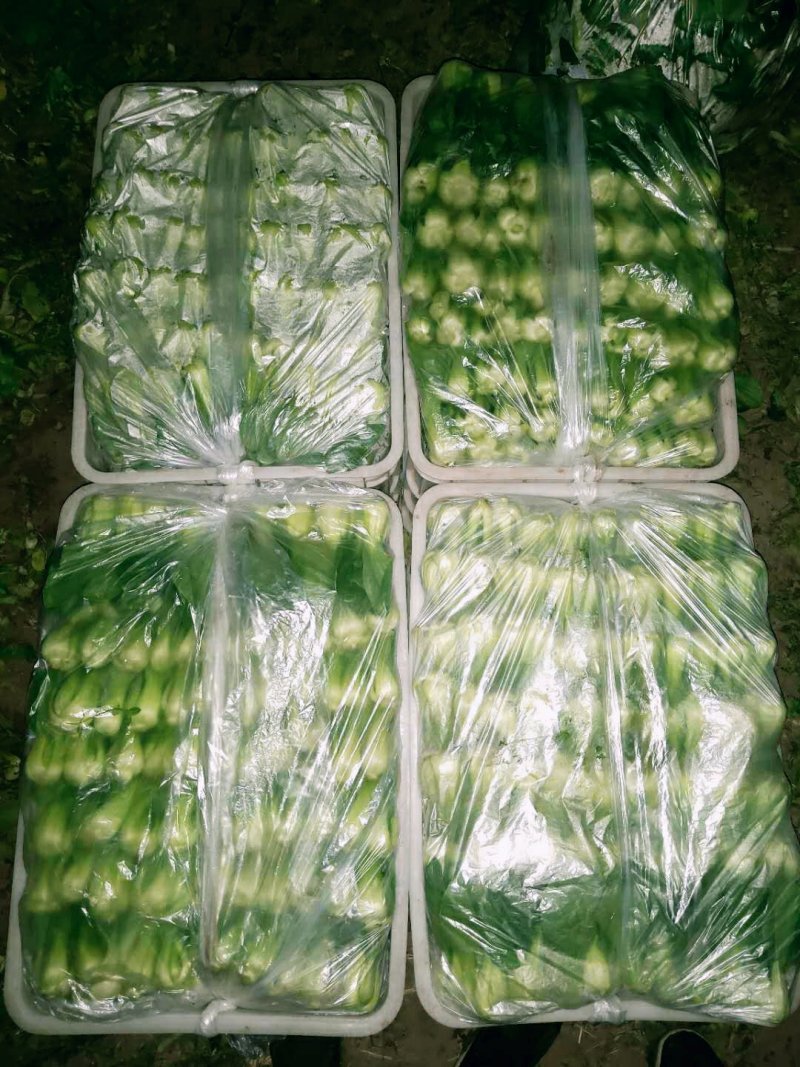 小油菜