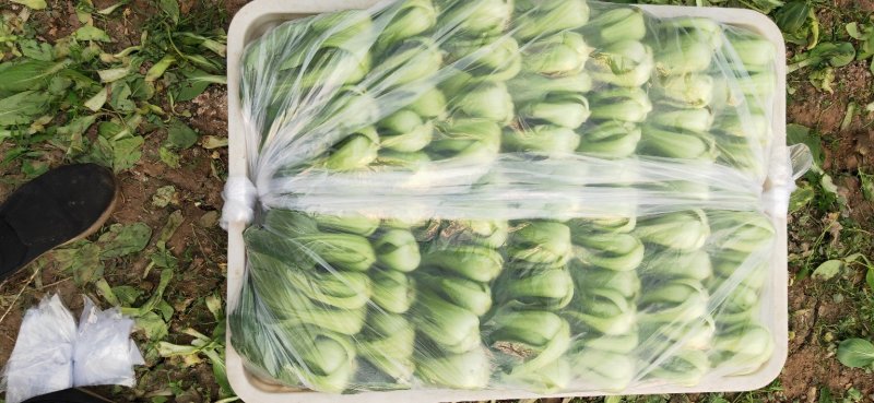 小油菜