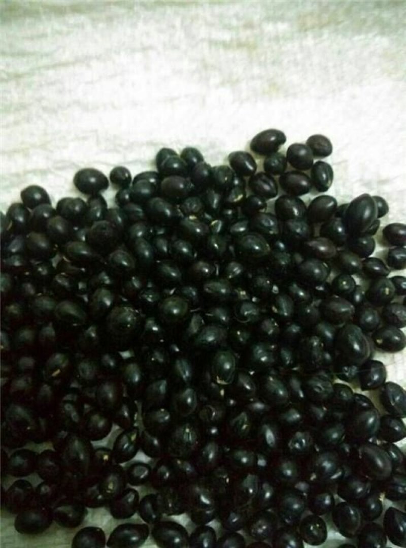 山豆根种子